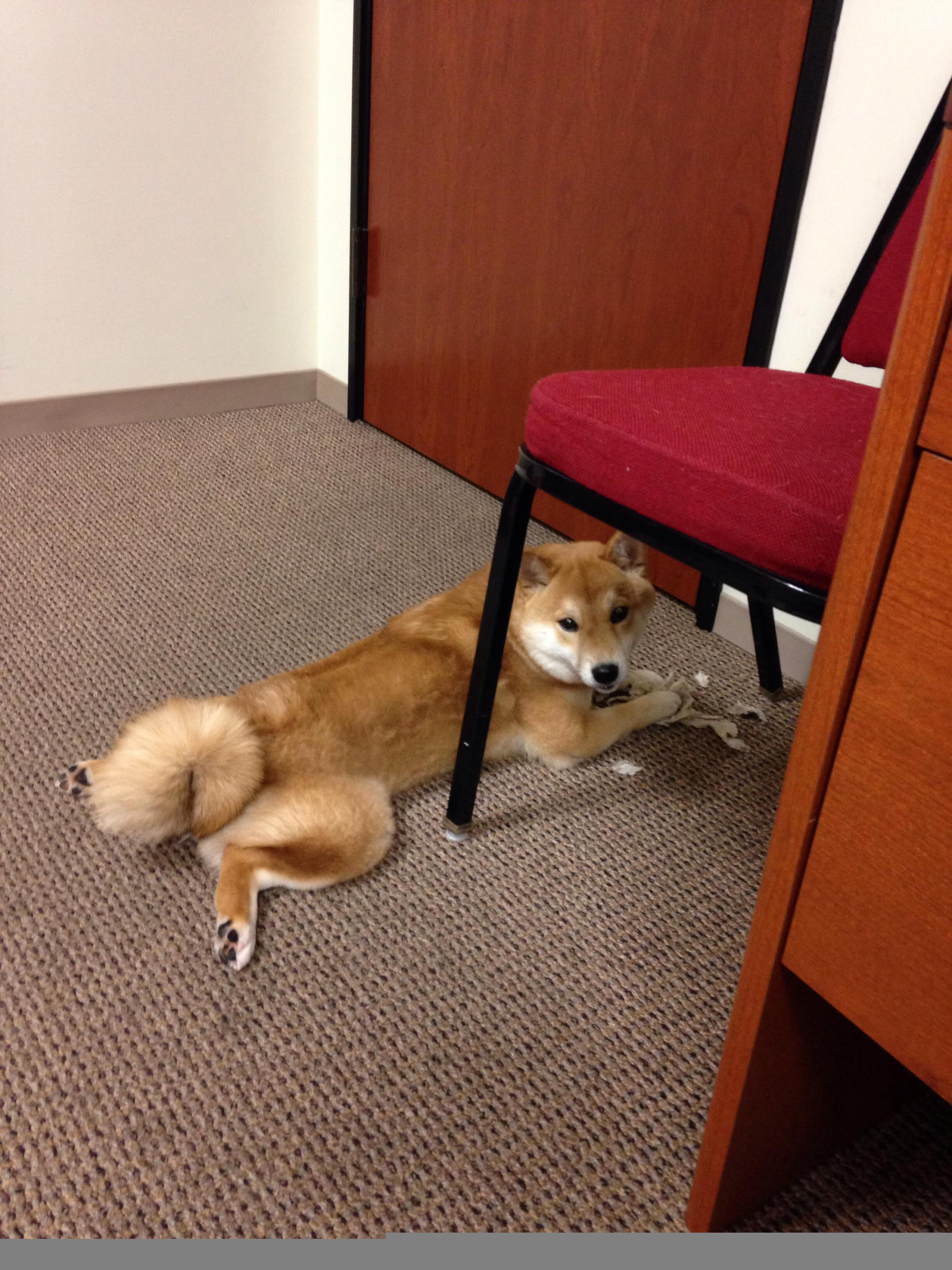 Jiuyou-佛罗伦萨利用主场气势频频制造机会，佛罗伦萨综合