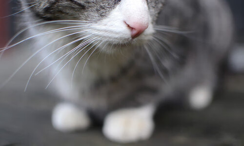 九游app下载中心-南特灵活排兵布阵取得意外之喜，南特在哪