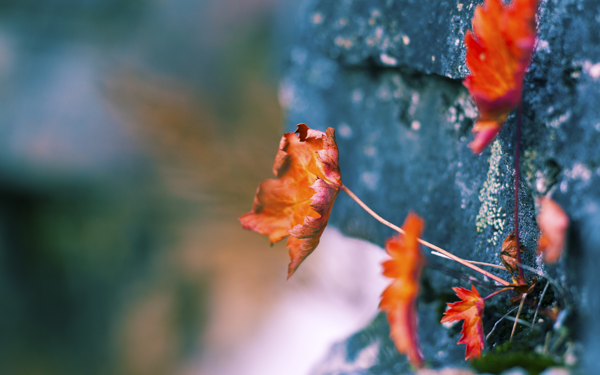 九游电脑版-女子100仰澳美包揽前二 中国稳进前五,女子100米仰泳中国队包揽金银铜
