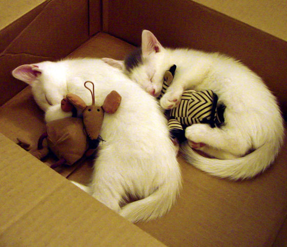 九游登录入口-唐纳德·高尔凭借个人能力助袋鼠队完成关键进攻，唐纳德高斯简介