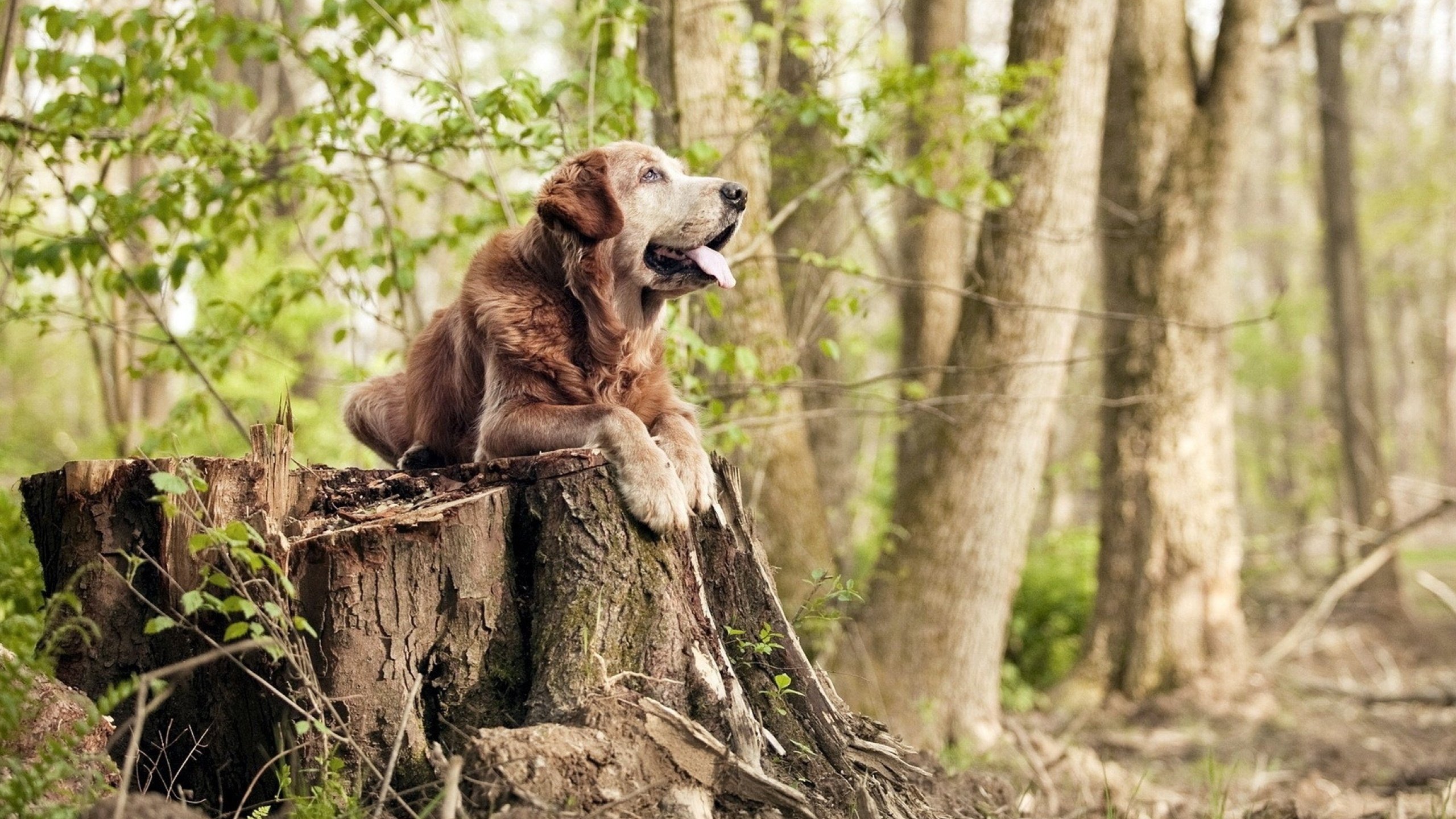 九游(jiuyou.com)游戏-新闻中心通告体育保险覆盖范围调整说明,体育保险公司