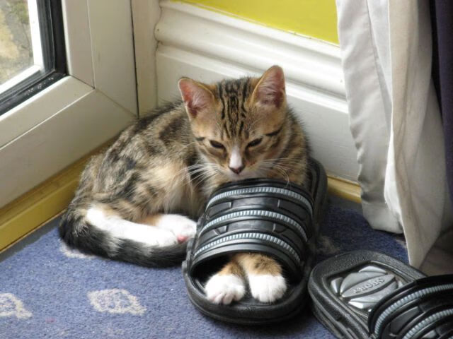 九游官网pc-水球防守严密韩国实力增强,水球2021